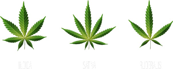 Cannabis: Sativa vs. Indica vs. Ruderalis vs. hybrid